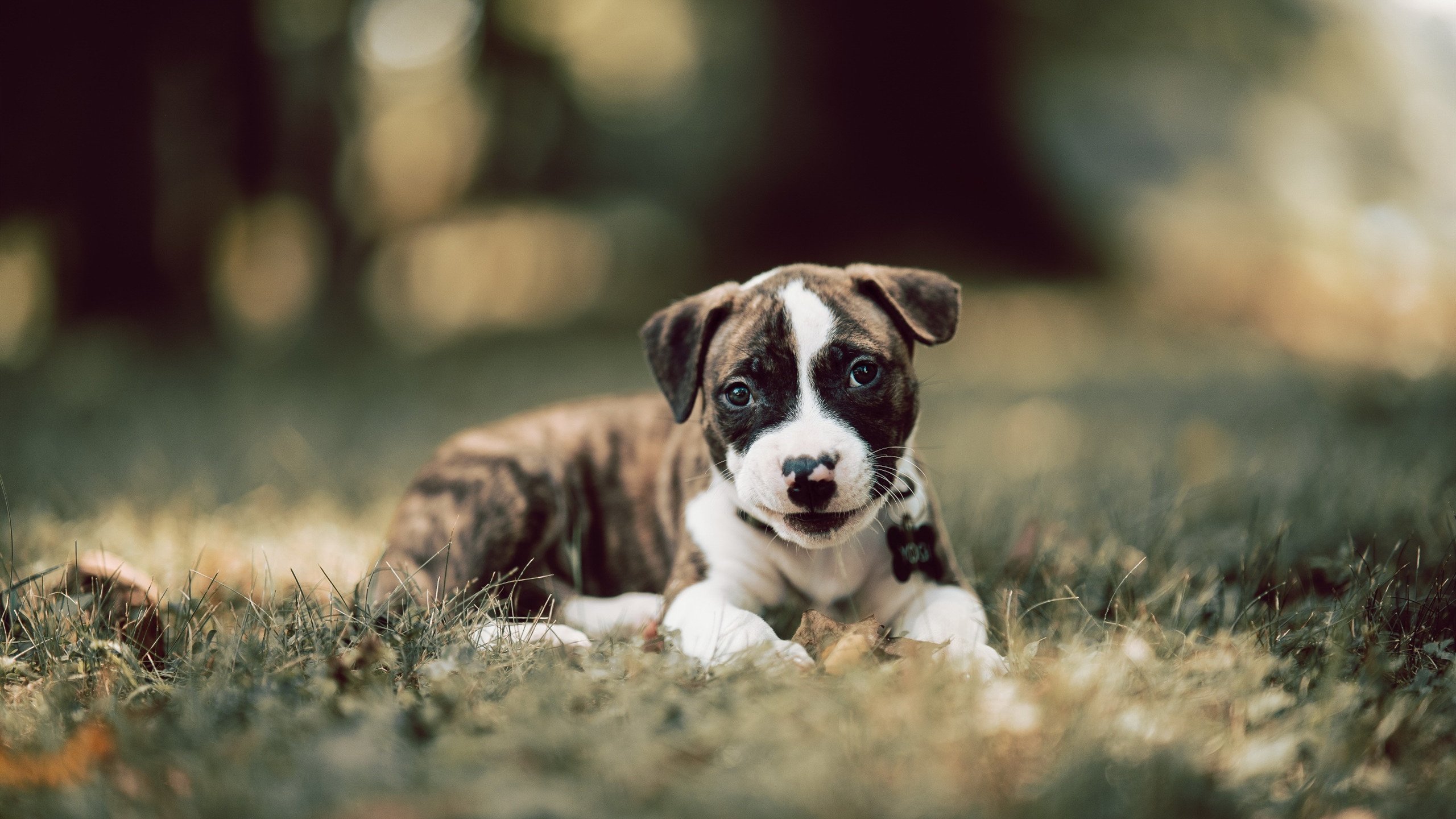 开云·体育官网-仰泳新秀为希腊带来惊喜晋级，仰泳s11