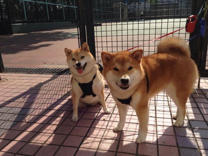 开云中国大陆-德甲白热战：攻防转换的极致演绎