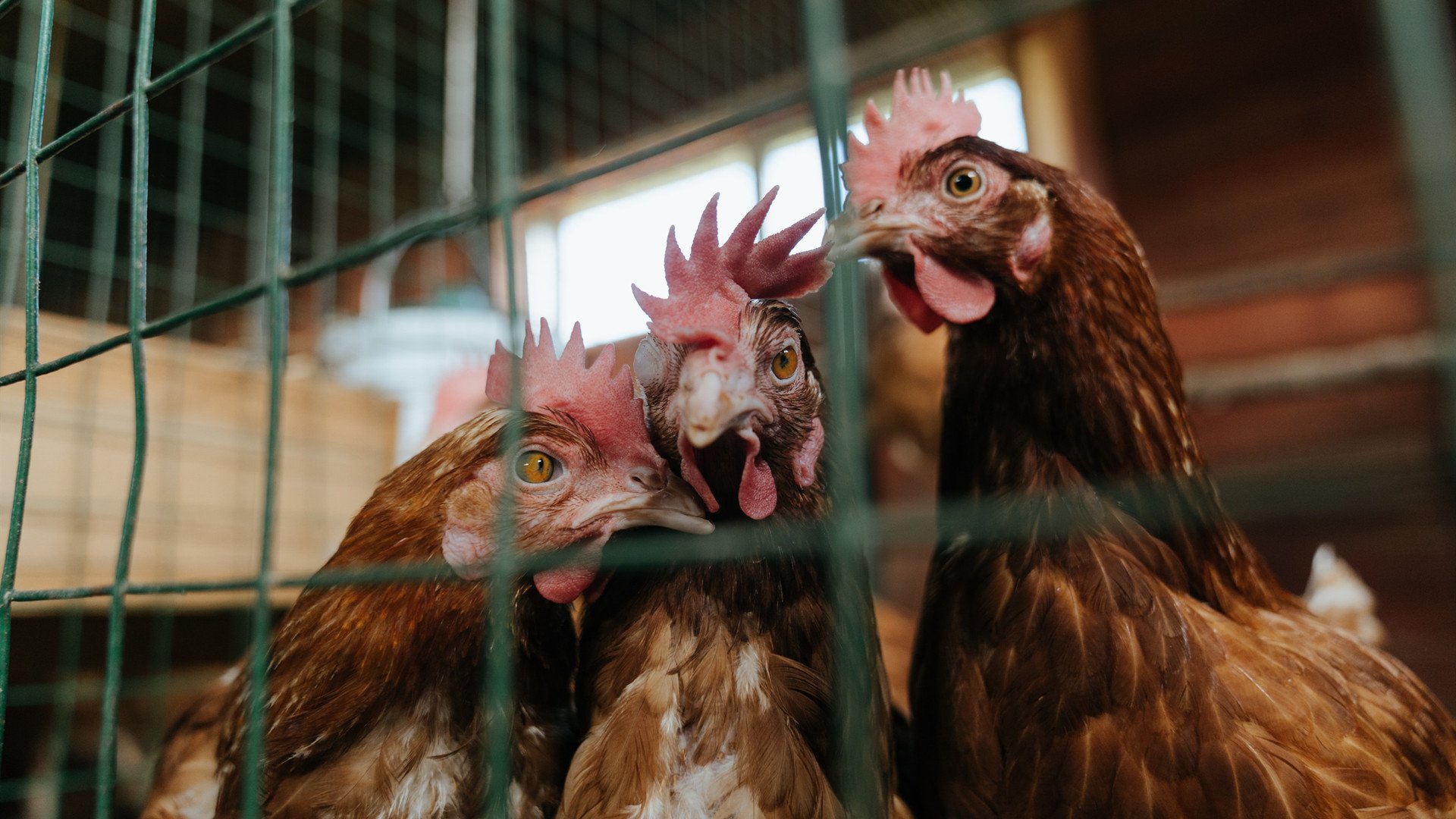 开云·Kaiyun网页版-马克·阿特金森：利用快速反击打破僵局，帮助南非队迈向顶峰，马克·阿特金斯